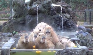 カピバラ温泉だ！露天風呂や柚子湯を楽しむカピバラ達！