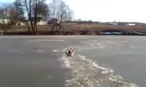 凍った川に落ちた犬を救助！犬を救うべく氷を割りながら泳いでいく男！