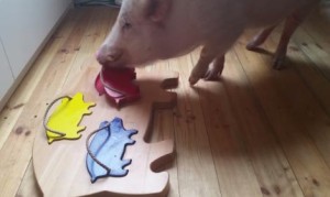 豚のパズルを解くブタさん