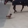 馬を散歩させる子犬