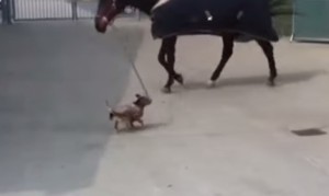 馬を散歩させる子犬