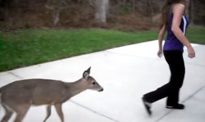 野生の鹿が毎朝ミルクを飲みに来るよ！台所で哺乳びん一気飲みしちゃう小鹿！