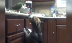 犬にスパゲッティを食べさせてあげる鳥！