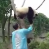 絶対に木から降りないパンダ