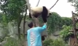絶対に木から降りないパンダ