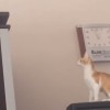 猫のジャンプ失敗、傑作GIFアニメ４選！全部観たことある？