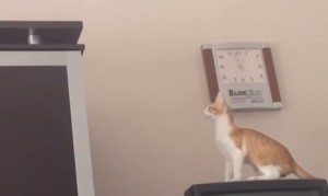 猫のジャンプ失敗、傑作GIFアニメ４選！全部観たことある？