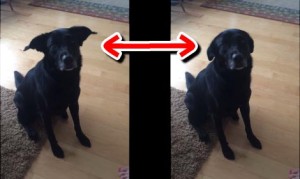 からかわれる犬。飼い主の言葉に愛らしく反応するワンコが可愛い！