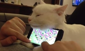世界一可愛い猫のスマホスタンド