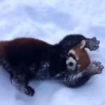 究極可愛いレッサーパンダ！雪の中で戯れる！