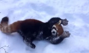 究極可愛いレッサーパンダ！雪の中で戯れる！