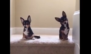 どっちがヌイグルミ？あなたのペットにソックリなヌイグルミを作ってくれるサービス！