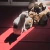 猫密集！日差しに集まる猫たちの１日を１分で観られるタイムラプス！