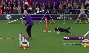 ドッグレースで感動！チャンピオン犬、ボーダーコリーが凄まじい速度でコースを走る！
