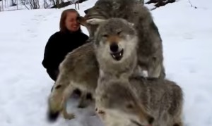 甘えすぎ！４匹のオオカミが女の子に再会して大興奮！