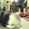 イチゴをお気に召さない猫