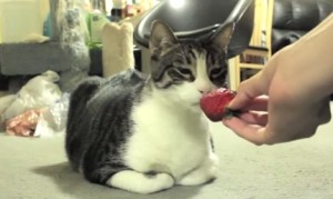イチゴをお気に召さない猫