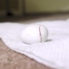 オカメインコ最初の３０日！卵から孵った瞬間から生後３０日までの記録！