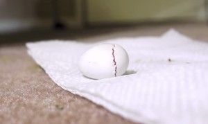 オカメインコ最初の３０日！卵から孵った瞬間から生後３０日までの記録！