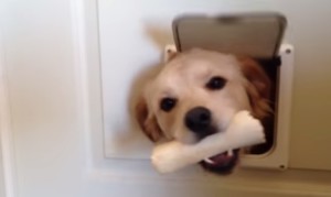 ペットドアから御挨拶！猫用の出入り口から３匹の犬が順番に顔を出す！