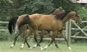 シンクロしちゃう２匹の馬