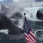 これはすごい！複数のザトウクジラがボートの真横で潮吹き！