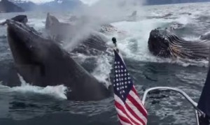 これはすごい！複数のザトウクジラがボートの真横で潮吹き！