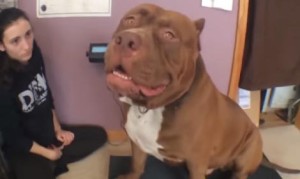 巨大すぎる犬！173ポンド78kgのピットブルが大きすぎて怖い！