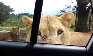 笑える恐怖！サファリパークのライオンがあんな事を！