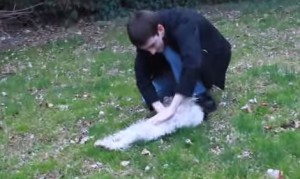 圧倒的スピードでお腹を見せる犬