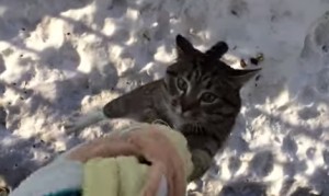 ラプンツェルごっこする猫