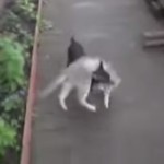 猫を運ぶ犬