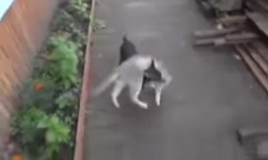 猫を運ぶ犬