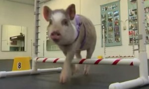 ドッグランをする子豚