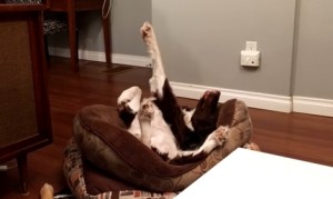 手を上げ下げしながら寝る犬