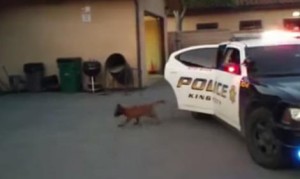 なんか可愛い！生後１４週間の警察犬が犯人確保訓練！