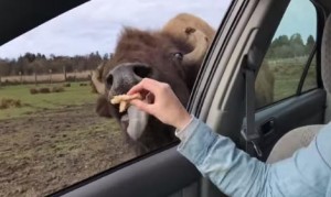 人懐っこいバッファロー！車と併走して女の子にオヤツをもらう！