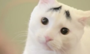 眉毛がある猫、サム君！世界中で大人気なんだって！