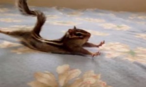 きゃわわ!朝のストレッチに余念が無いシマリス! きゃわわ!朝のストレッチに余念が無いシマリス!