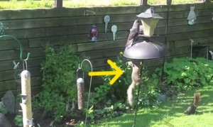 急降下爆撃リス!鳥のエサ箱に向かってジャンプ! 急降下爆撃リス!鳥のエサ箱に向かってジャンプ!