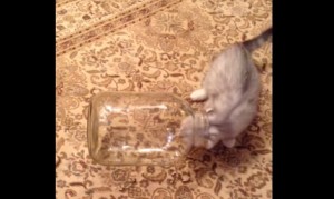 ビンに入って転がる子猫 ビンに入って転がる子猫