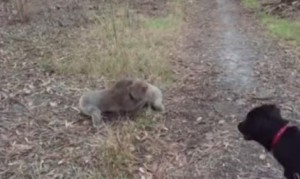 地上で相撲するコアラを見守る犬 地上で相撲するコアラを見守る犬