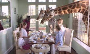 キリンが遊びに来るホテル「ジラフマナー」!窓からキリン外にもキリンのキリン包囲網! キリンが遊びに来るホテル「ジラフマナー」!窓からキリン外にもキリンのキリン包囲網!