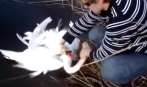 もつれた二羽の白鳥を救助!何したらこんなに絡まるの? もつれた二羽の白鳥を救助!何したらこんなに絡まるの?