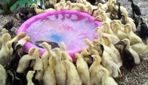 171匹のアヒルの子!新しい屋外プールに興味深々! 171匹のアヒルの子!新しい屋外プールに興味深々!