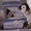 過酷な子育て！皇帝ペンギンのオスは2ヶ月間も足の上で卵を抱いて温め続ける！