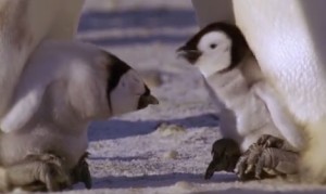 過酷な子育て!皇帝ペンギンのオスは2ヶ月間も足の上で卵を抱いて温め続ける! 過酷な子育て!皇帝ペンギンのオスは2ヶ月間も足の上で卵を抱いて温め続ける!