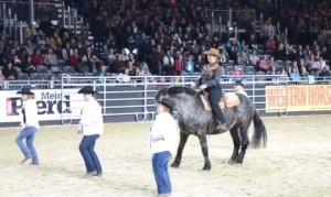 ちゃんと踊ってるー!ラインダンスする馬! ちゃんと踊ってるー!ラインダンスする馬!