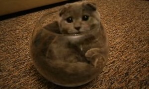 金魚鉢に頑張って入る猫 金魚鉢に頑張って入る猫