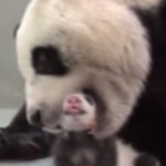 パンダのお母さんが子供パンダを抱く方法